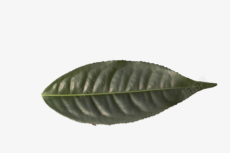 一片茶叶png免抠素材_新图网 https://ixintu.com 叶子 植物 绿色 茶叶
