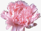 粉色唯美花朵分层素材