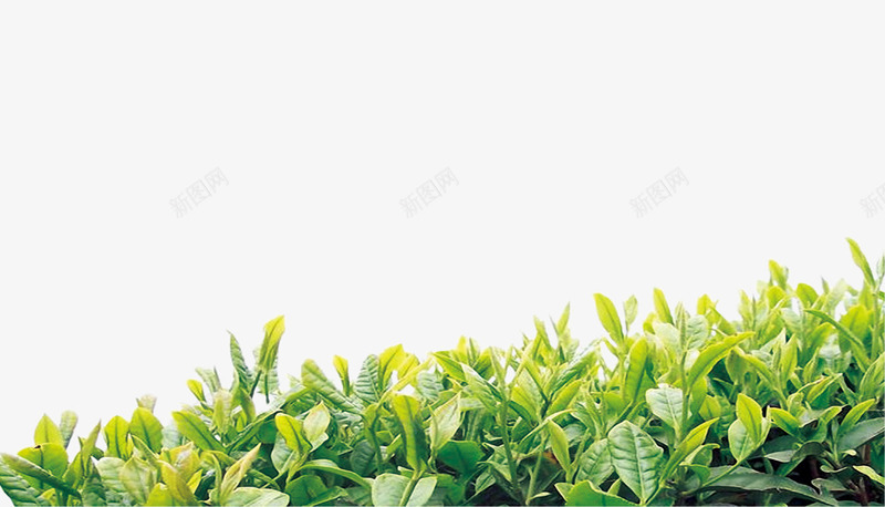 绿叶茶叶png免抠素材_新图网 https://ixintu.com 绿叶 茶叶 茶叶种植