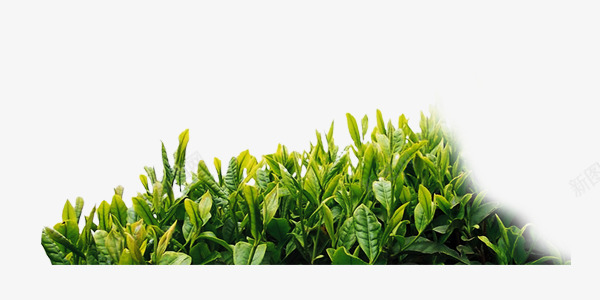 漂浮茶叶绿色png免抠素材_新图网 https://ixintu.com 漂浮 素材 绿色 茶叶 装饰