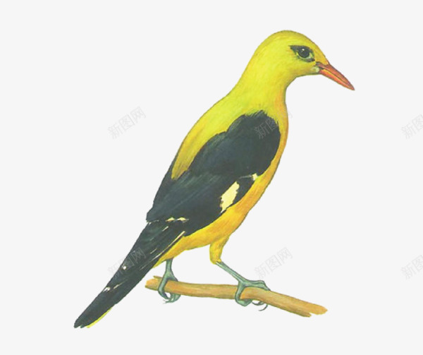 黄色啄木鸟png免抠素材_新图网 https://ixintu.com 啄木鸟 小鸟 手绘 鸟儿