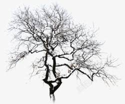 树枝白茫茫冬季景观素材