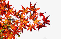 红色枫叶树枝手绘素材