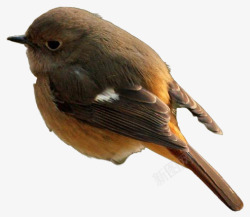 棕色鸟类胖胖的棕色小鸟高清图片