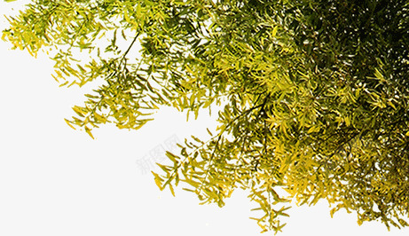 夏日树林png免抠素材_新图网 https://ixintu.com 夏日树林 树叶 树枝 绿色 边角装饰