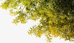 树林绿色树枝苔藓夏日树林高清图片