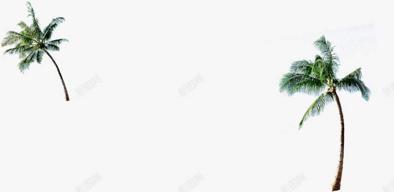 夏季翠绿椰树背景png免抠素材_新图网 https://ixintu.com 夏季 椰树 素材 翠绿 背景