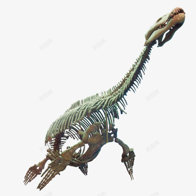 恐龙化石png免抠素材_新图网 https://ixintu.com 侏罗纪 古代 骨骼 龙