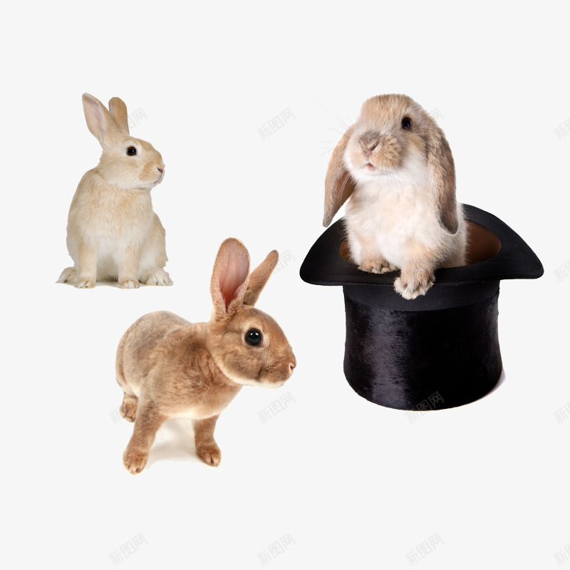 活泼的小兔子png免抠素材_新图网 https://ixintu.com 家兔 白色 礼帽上的兔子 魔术中的兔子 黄色
