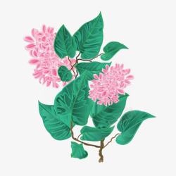 手绘一枝粉色丁香花植物插画素材
