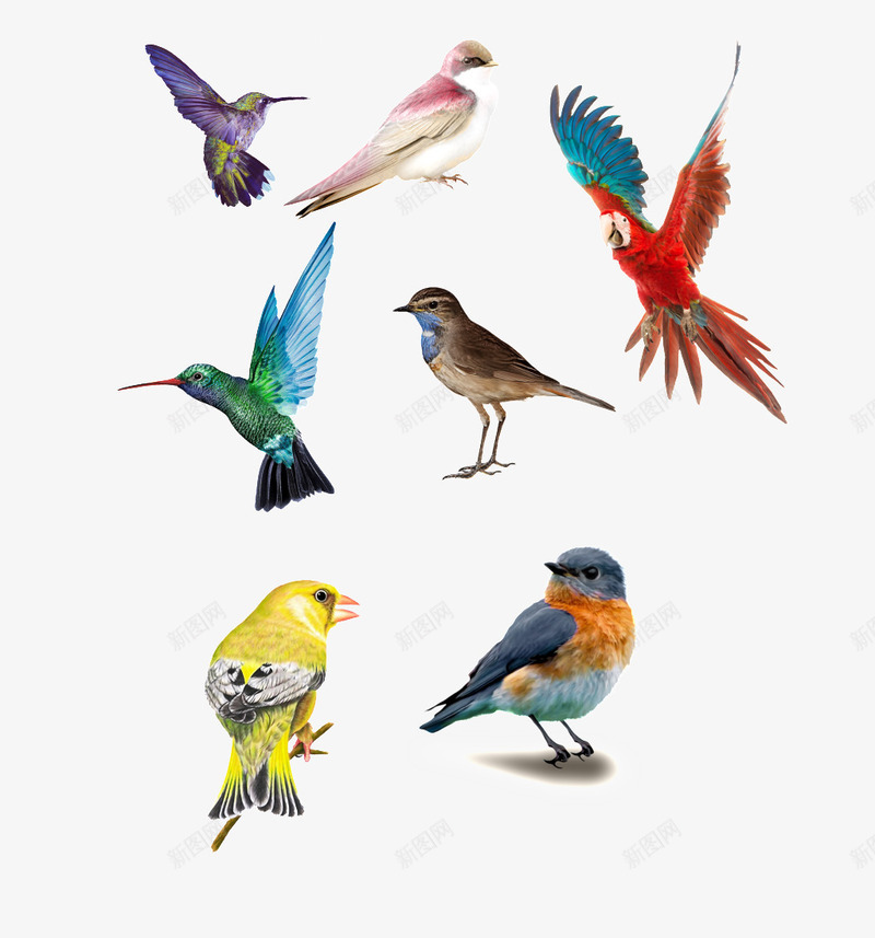 各种类小鸟png免抠素材_新图网 https://ixintu.com 动物 小鸟 禽类 飞禽 鸟类