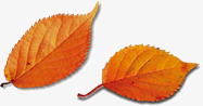 两片秋天的树叶素材
