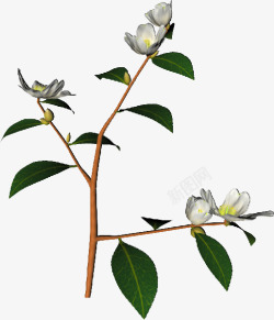 花朵藤蔓白色树枝植物素材
