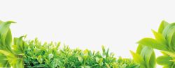 新茶海报素材绿色新茶上市海报高清图片