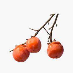 枝头果实素材枝头红柿子高清图片