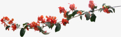 红色花枝花朵树枝素材