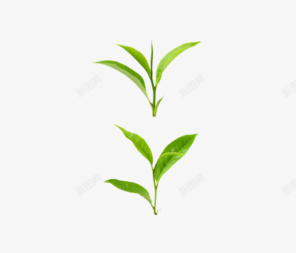 茶叶png免抠素材_新图网 https://ixintu.com 产品实物 毛尖 茶叶尖