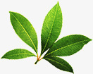绿色新鲜植物树叶茶叶png免抠素材_新图网 https://ixintu.com 新鲜 树叶 植物 绿色 茶叶