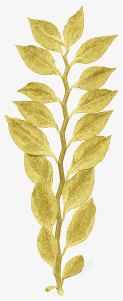 金色漂亮枝叶素材