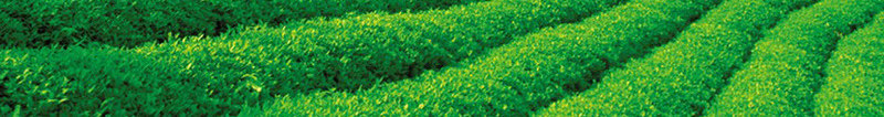 绿茶png免抠素材_新图网 https://ixintu.com 绿色的茶叶 绿茶 绿茶素材 茶 茶叶 茶道