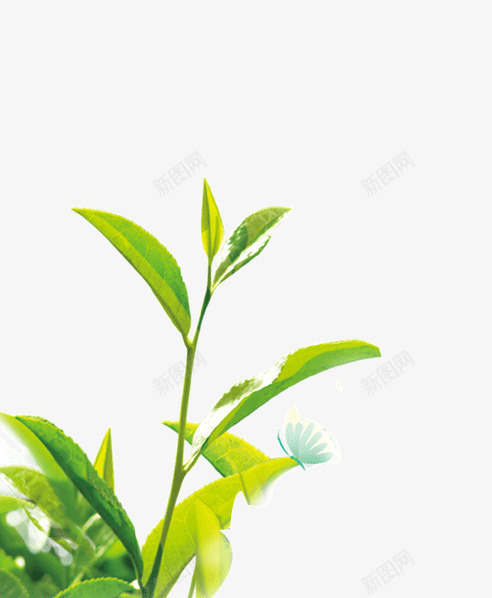 绿色的茶叶叶子png免抠素材_新图网 https://ixintu.com 新茶 新鲜 植物 绿色 茶叶