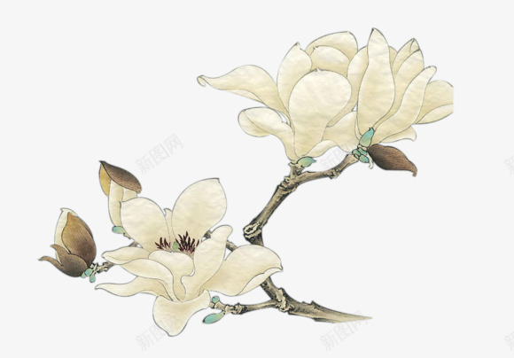 手绘白色花朵复古树枝png免抠素材_新图网 https://ixintu.com 复古 树枝 白色 花朵