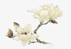 手绘白色花朵复古树枝素材