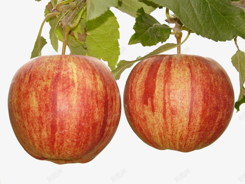 一大一小两个红苹果png免抠素材_新图网 https://ixintu.com 树叶 树枝 水果 苹果