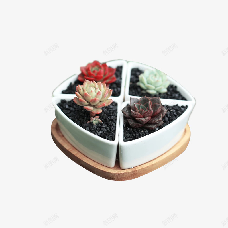 DIY植物组合png免抠素材_新图网 https://ixintu.com DIY 产品实物 创意花盆 多肉 植物 盆栽 组合