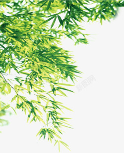 绿色清新竹叶树枝素材