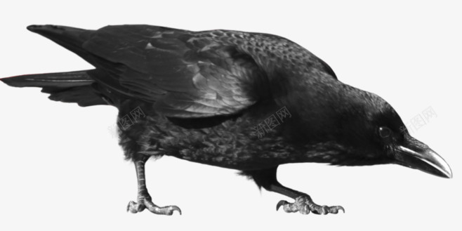 黑色乌鸦png免抠素材_新图网 https://ixintu.com 乌鸦 乌鸦飞过 小鸟 手绘 鸟类 黑色