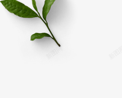 手绘绿色茶叶植物装饰png免抠素材_新图网 https://ixintu.com 植物 绿色 茶叶 装饰