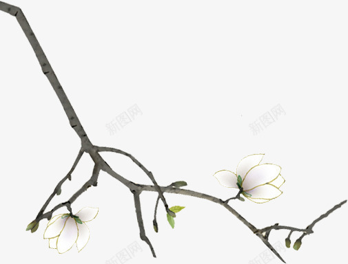 树枝白色花朵花枝彩绘png免抠素材_新图网 https://ixintu.com 彩绘 树枝 白色 花朵 花枝