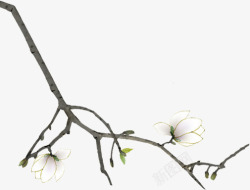 树枝白色花朵花枝彩绘素材