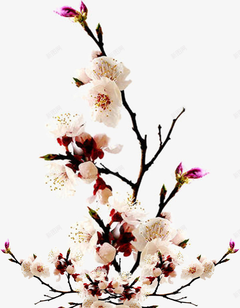 水彩植物桃花png免抠素材_新图网 https://ixintu.com 树枝 树枝上的桃花 桃花 植物 水彩 粉色桃花 粉色花朵 花朵