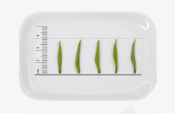 单叶长度不同长度的毛尖茶叶高清图片