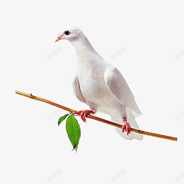 站在树枝上的鸽子png免抠素材_新图网 https://ixintu.com 实物 装饰 鸟 鸽子