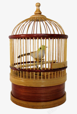 金丝雀鸟笼笼中的金丝雀高清图片