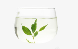 小叶苦丁透明杯子里的茶叶高清图片