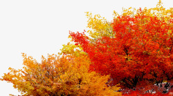 黄红色树叶秋天风景素材