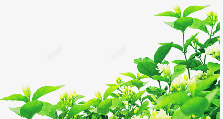 茶叶树png免抠素材_新图网 https://ixintu.com 绿色 茶叶 饮茶