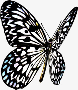 黑白色斑点夏季蝴蝶素材