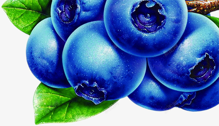 蓝莓水果果实树枝png免抠素材_新图网 https://ixintu.com 果实 树枝 水果