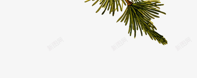 松树上的松塔png免抠素材_新图网 https://ixintu.com 松塔 松树 树枝 针叶