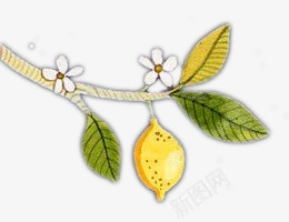 手绘柠檬树png免抠素材_新图网 https://ixintu.com 手绘 柠檬 柠檬树 树枝 花朵