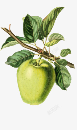 手绘水果树枝上的绿苹果素材