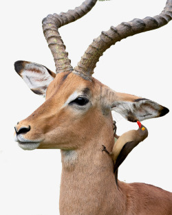 常见高原动物野生藏羚羊高清图片