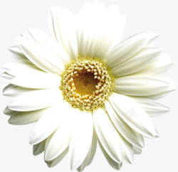 白色分层盛开花朵素材