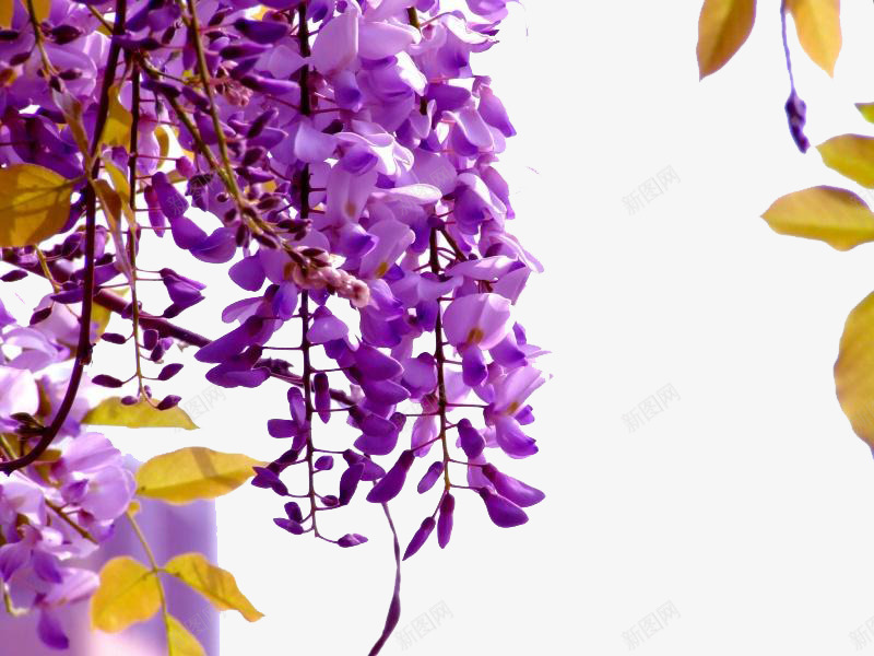 树枝上的紫藤花png免抠素材_新图网 https://ixintu.com 叶子 树叶 树枝 植物 紫藤花 花朵