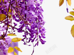 树枝上的紫藤花素材